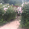 bthansl